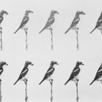 Bleistiftzeichnung Vögel (Rotkopfwürger)