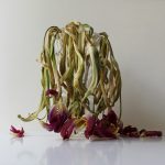 Fotografie verblühtes Blumenstillleben Tulpenstrauß