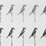 pencil on paper, small format, repetition, birds