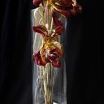 Photography, conceptual art, still life, withering flowers, tulips